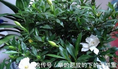 花卉|大爷种栀子花，从不施肥，一些“垃圾”全扔盆里，最后花开十几朵