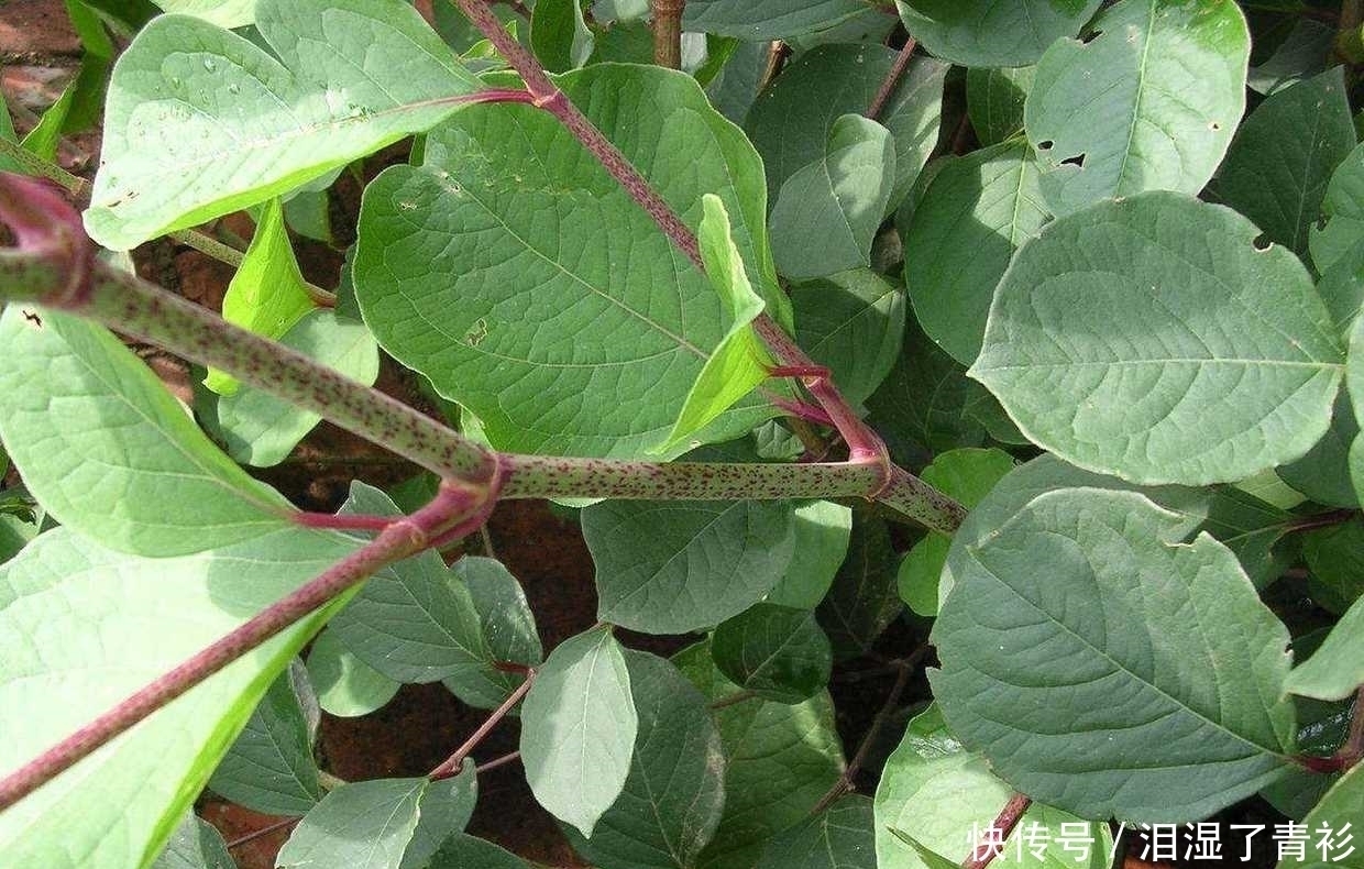 花花|房前屋后看见这草,赶紧连根除掉,要不然有大麻烦!
