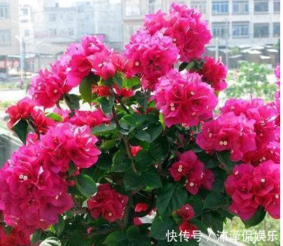 三角梅|养三角梅，给它披1件“黑棉袄”，花开爆满盆，养出一片花海，美