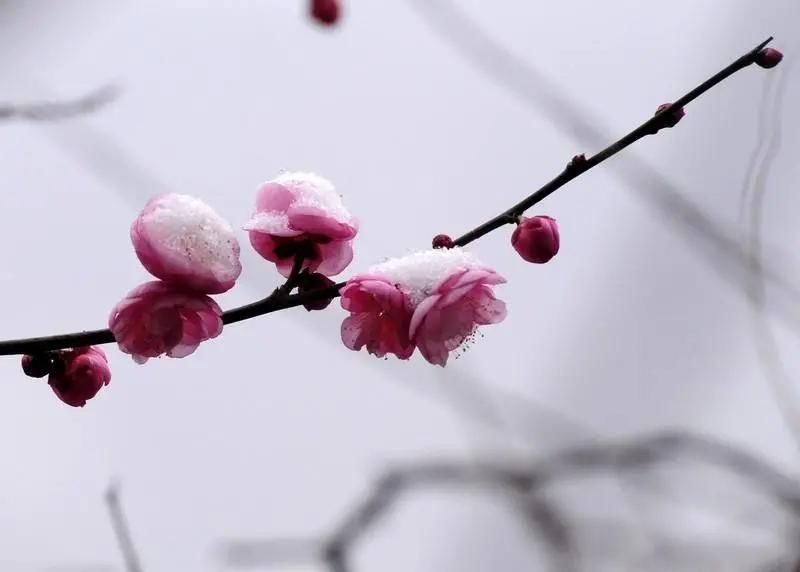温州市|诗朗诵：无梅的冬天