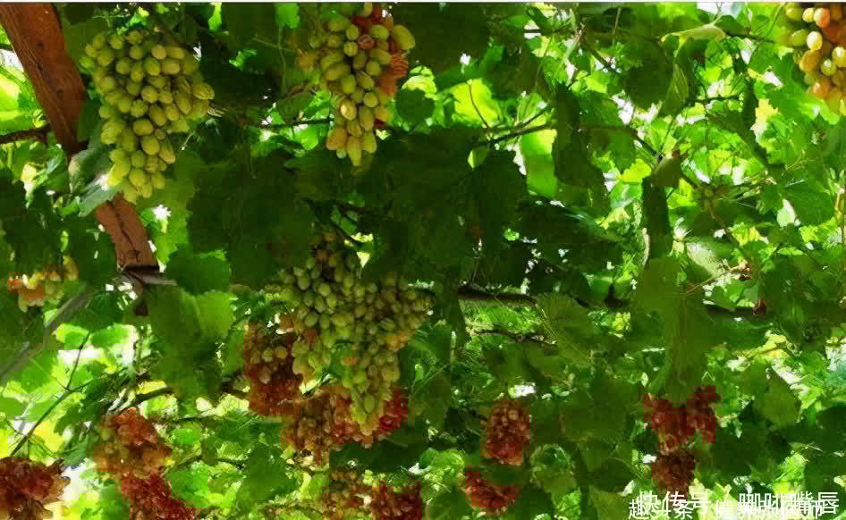 张医师|想长寿得会吃，推荐3种食物，补气通便，减肥瘦身，好处多多