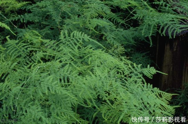 客厅2种花,别养成“巨无霸”,我家的已经处理了