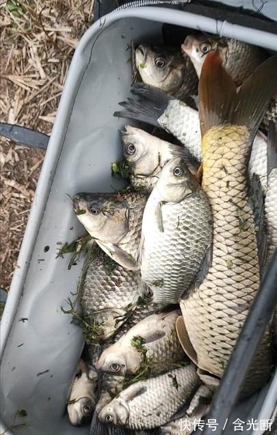 谁才是野钓“饵料之王”?多种入围,但只有一种胜出