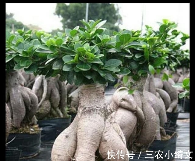 盆景|榕树盆景在北方也可以养护的很好