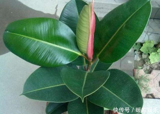 叶片|养4种花,摘下片叶子就能扦插,一样能生根成活