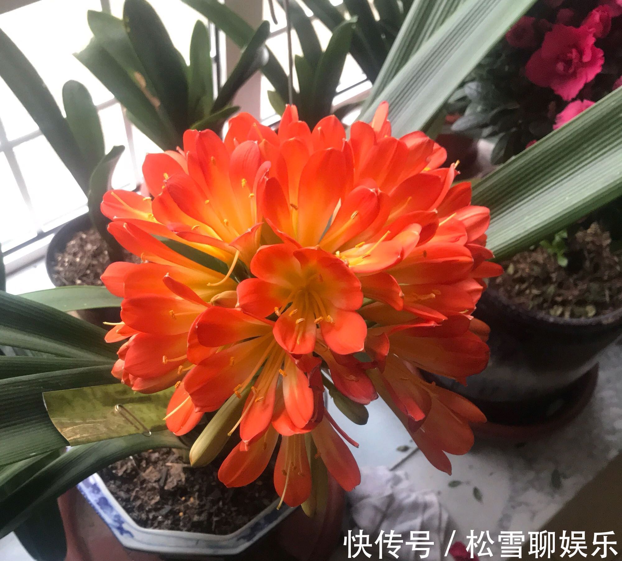 达克宁养花有妙用，防治君子兰炭疽病效果好，只需涂一涂伤口就行