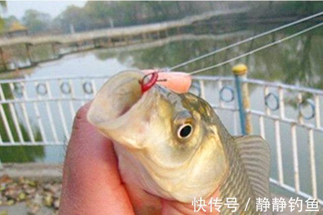 冬钓鱼不开口怎么办?老钓手传授三个逗钓技巧,简单实用,莫泄密