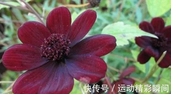 越漂亮的花越神秘,这10种花,都有一个美丽的传说