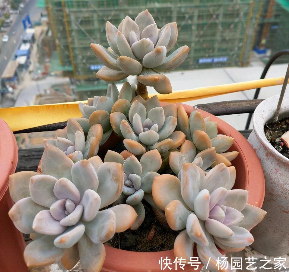 优点|生命力旺盛的冬美人,多肉的优点它全有,轻松就能爬满整个院墙