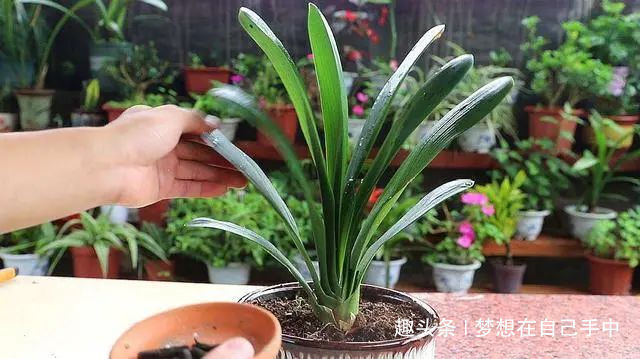 新芽|君子兰换盆,多做“这1步”,15天恢复生长,比往年花量多得多