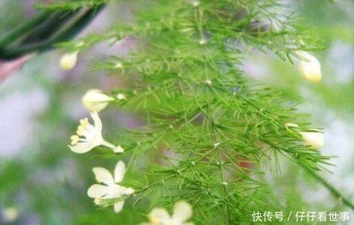 张大爷养“文竹”, 只浇“2种水”, 长出“满天星”, 效果超好!