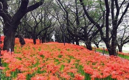 无情花、无义草、地狱花、彼岸花为何这么多名字它的真名叫什么