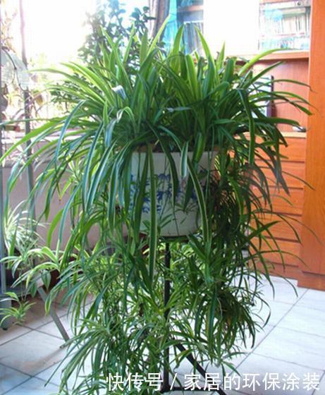 居家养花,推荐这8种,耐阴又好养,是家庭盆栽佳品!