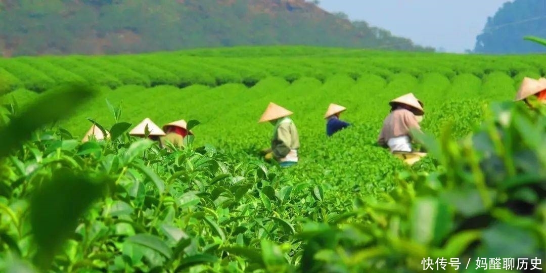 茉莉花茶|广西一“养老县城”走红，气候温暖少有冰雪，被誉为“茉莉之乡”