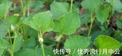 豆腐|豆腐和此物一起炖,比鸡汤还鲜美,补钙质,长个头,孩子最爱吃!
