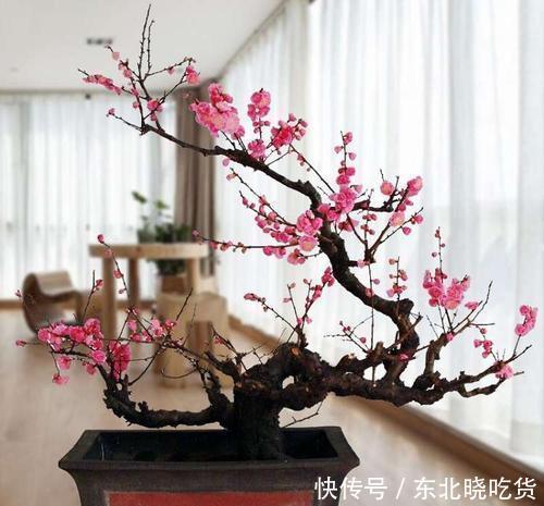 盆景|5种盆栽花卉,镇宅旺财,好运满满,养成盆景美极了!