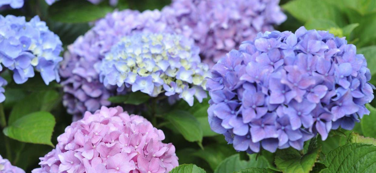 客厅|这几种特殊花不能放在客厅,别看开花美,但花香实在顶不住