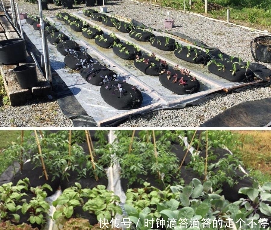 纱布袋|都是自家种菜,邻居大叔直接用纱布袋几十天一丰收,多的还能拿去卖