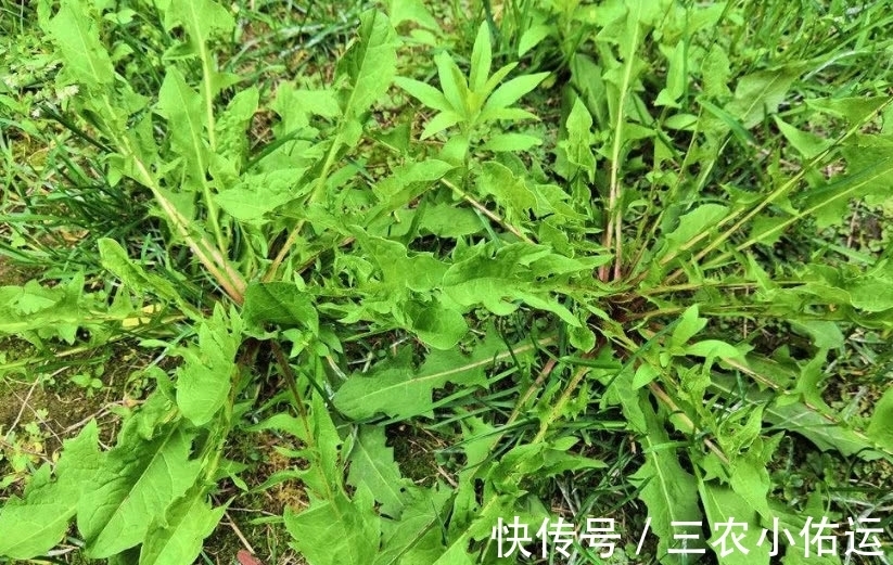 野菜|农村荒野这种比婆婆丁甜的野草，城里人大多不认识，有谁知道名字