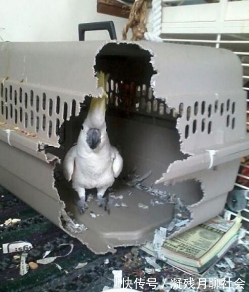 |搞笑小动物图片:你看了忍不住笑出声来,最后一张太搞笑了