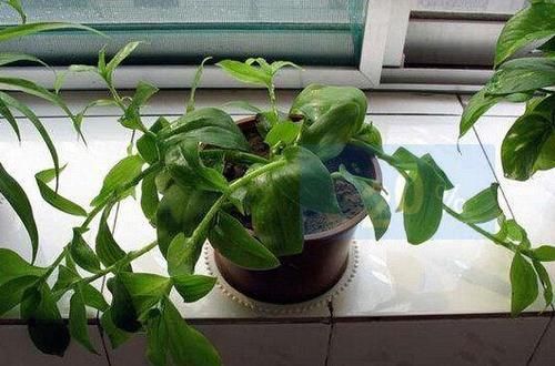 快立春了，家里花草养得多就多备点它们，防范病虫害