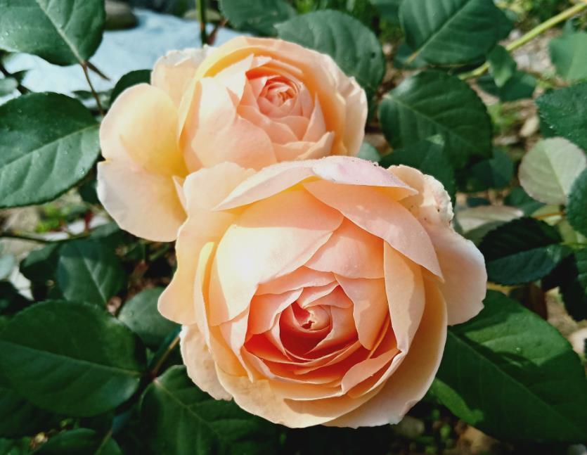 4种花是爆盆“能手”,财源滚滚来,招财又开运,你养了吗?