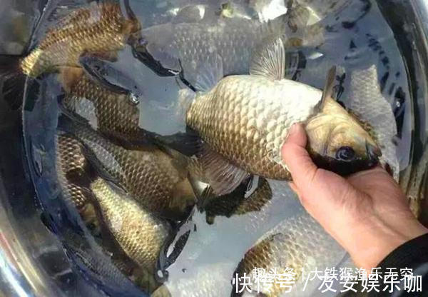 工程鲫的“哭泣”,满肚子鱼卵啥也生不出,为何钓不光吃不绝?