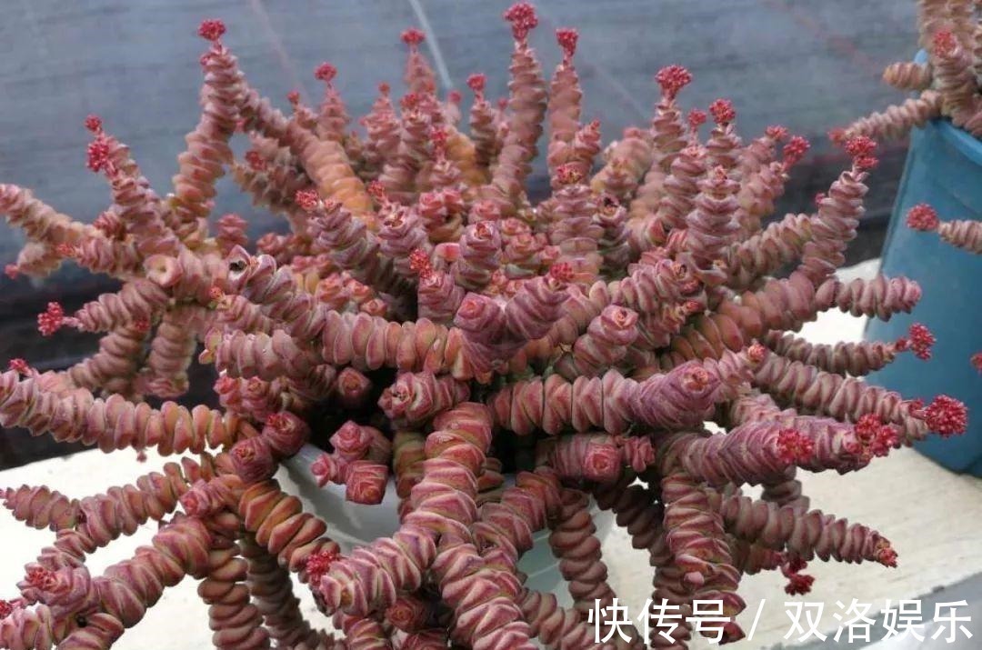 静夜|6种多肉太难养,赶紧留个种,省得每年都要重新买!