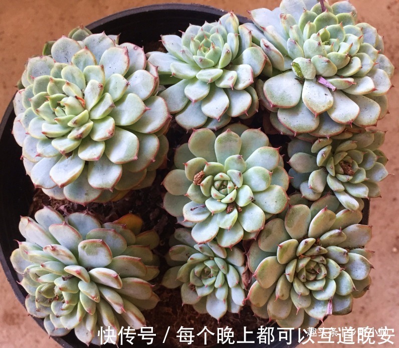 肉友们|多肉一次浇多少水合适“干透浇透”坑了多少人,看完这些才明白