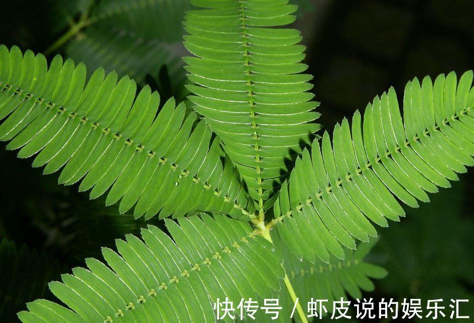 虽然是冬天,但这几种植物千万别放在卧室内