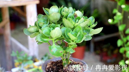 盆栽|长寿花又被称为寿星花、圣诞伽蓝菜!盆栽注意4点,花朵挂满枝