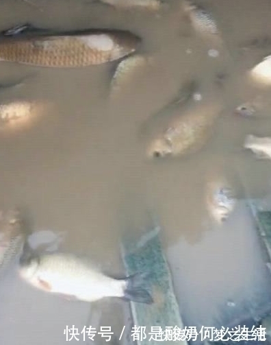 山上发现近二十米深坑，里面有鱼 ，挖掘机出动一挖一窝