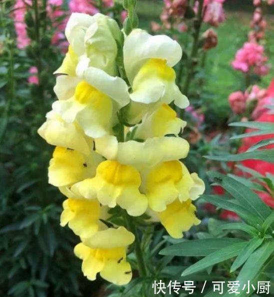 养花就养3种花,家里养一盆,比绿萝好养,10元1盆,阳台变花海!