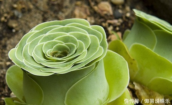  山地玫瑰|喜欢养护花卉，就养盆花中精品，比菊花美，比牡丹惊艳的花卉