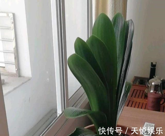 啤酒|给君子兰喝一种饮料,一年长6片叶片,闪亮发光