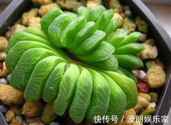 多肉|媳妇养多肉有个性，给盆栽套上可乐瓶，结果全家都被下了禁令