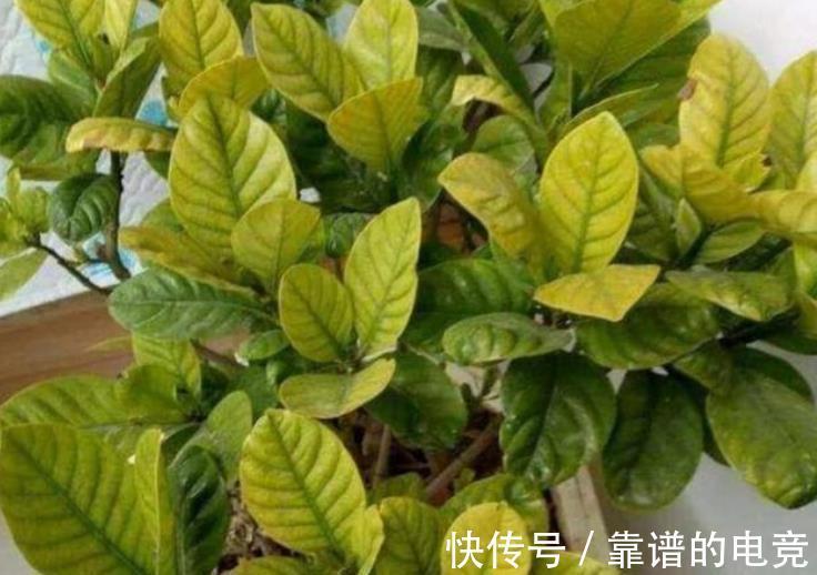 养花盆里加几滴“小东西”，茉莉、茶花不黄叶，30天一次简单有效