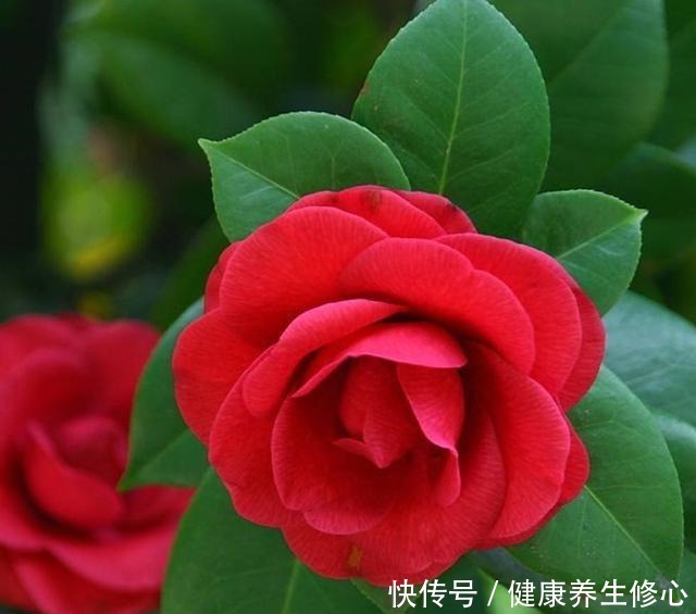 这几种花只能秋天扦插,到了春天爆盆,满枝头全是花!