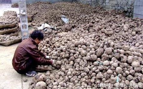 亩产超3吨,全株有毒,手碰到也奇痒难忍,出口国外成高端食材