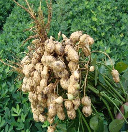 好处|早上坚持空腹吃一把花生，有此3大好处！男女多吃，早知早受益