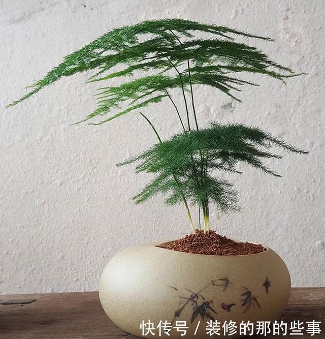 茂密|养文竹，浇水加1种粉末，不黄叶、不烂根，新芽蹭蹭长