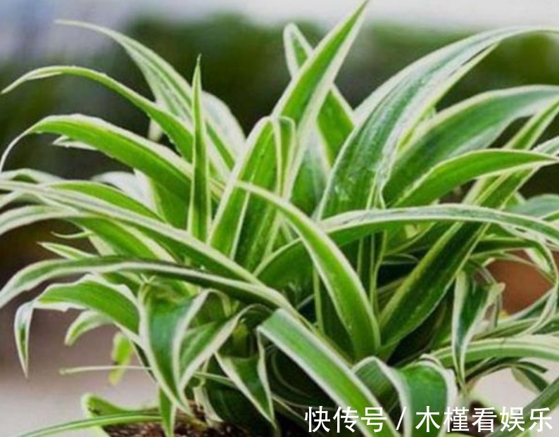 发黄|吊兰发黄、瘐弱“改掉”3个坏习惯,再施1种肥,叶油绿,长得旺