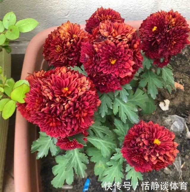 开春别换盆了,这7种东西撒土里,花吃了新叶子呼呼冒!