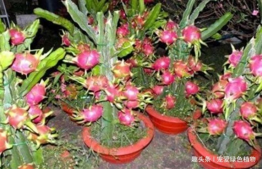 过年吃水果,挖1勺子,洗洗扔盆里,10天就发芽,还能开花结果