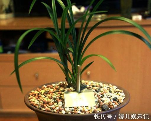 好处|旧筷子、吸管不要扔,插到花盆土里,对植物根好处多多