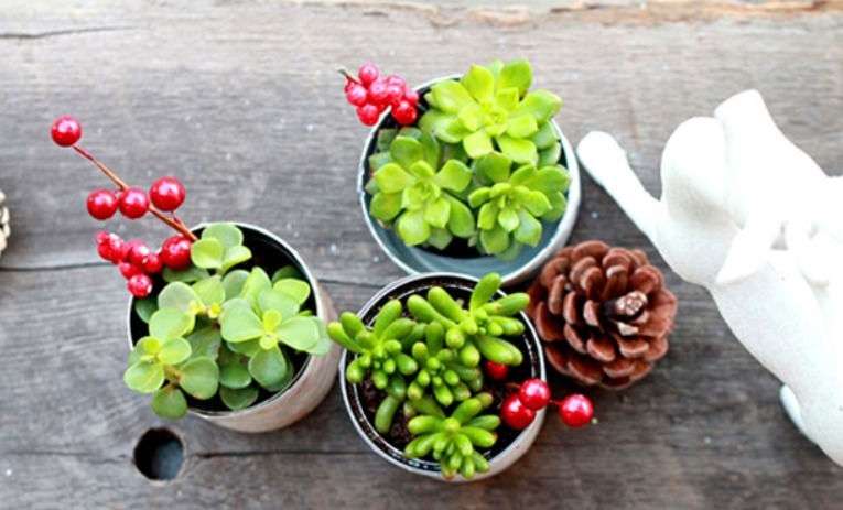 植物|别把铁罐子扔了、卖了,钻孔养花,植物长得好,越看越讨喜