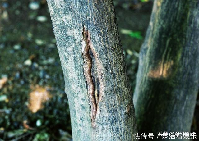 在大树树干上打一个小孔,在小孔里放上食盐,这个树会死吗?