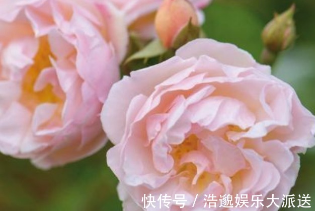 莱克夫人|新手养花,不如养盆花中精品“莱克夫人”,小家碧玉,清新之美