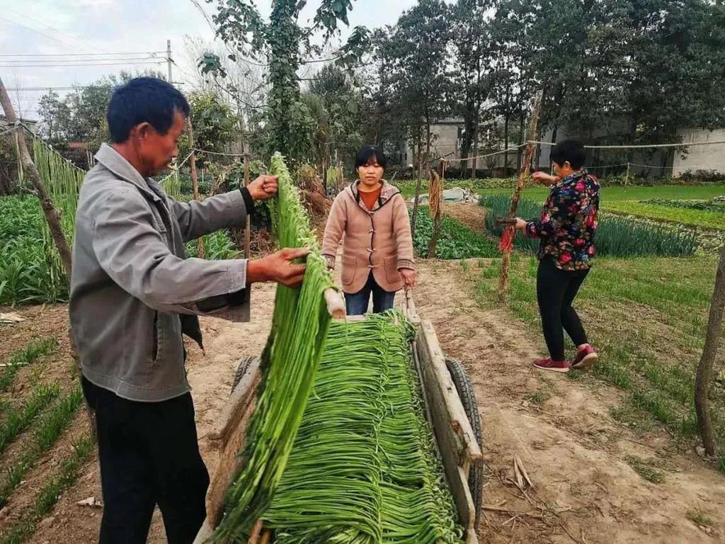  萝卜干|涡阳人过冬必须吃的“硬菜”，你最喜欢啥？