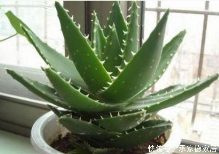 漂亮|4种“平民花”,便宜好养又漂亮,花量大不操心,越养越喜欢